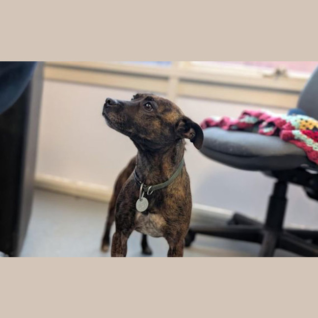 Photo of Toffee