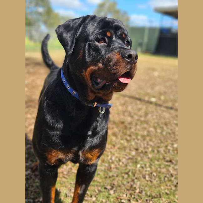 Photo of Bongo