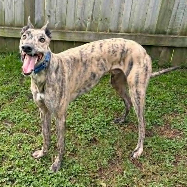 Photo of Martin The Greyhound