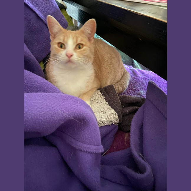 Photo of Lady Daphne* 9 Lives Project Rescue*