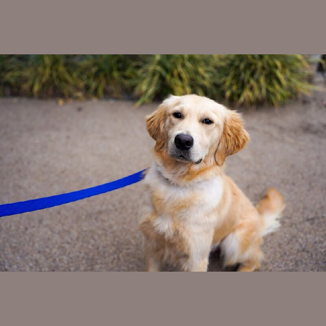 Photo of Arlo