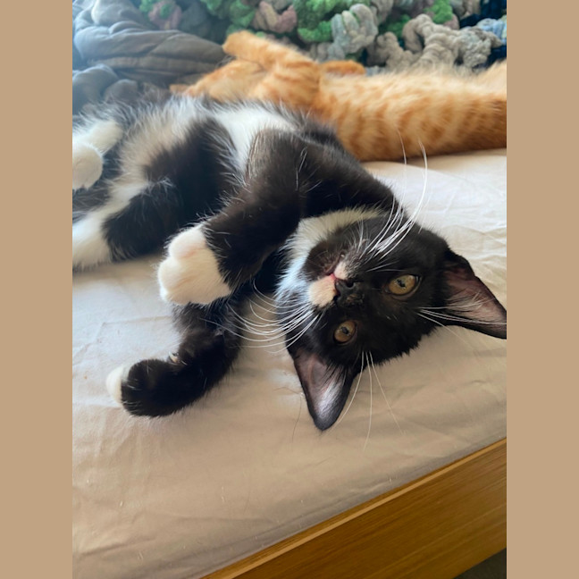 Photo of Leto **2nd Chance Cat Rescue**