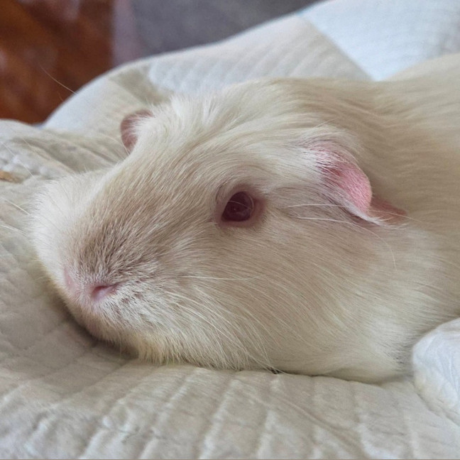 Photo of Chonky