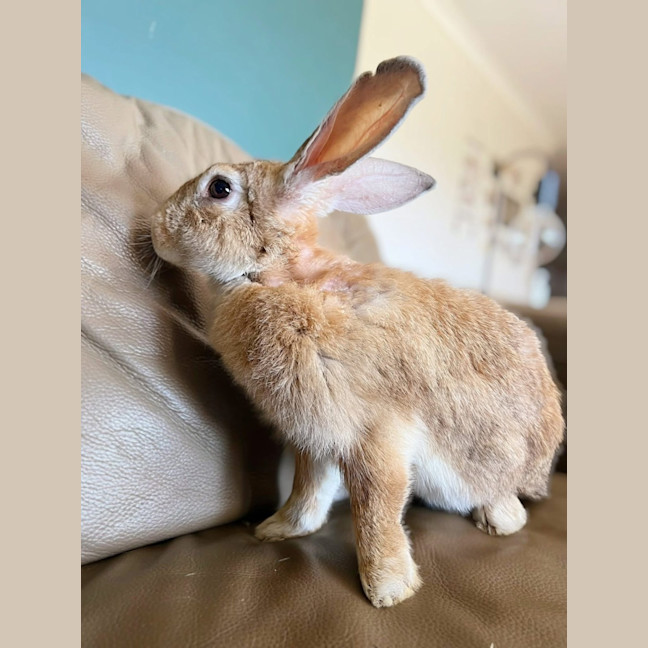 Photo of Coconut And Muesli