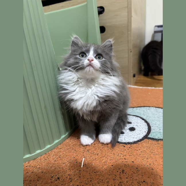 Photo of Sprinkles