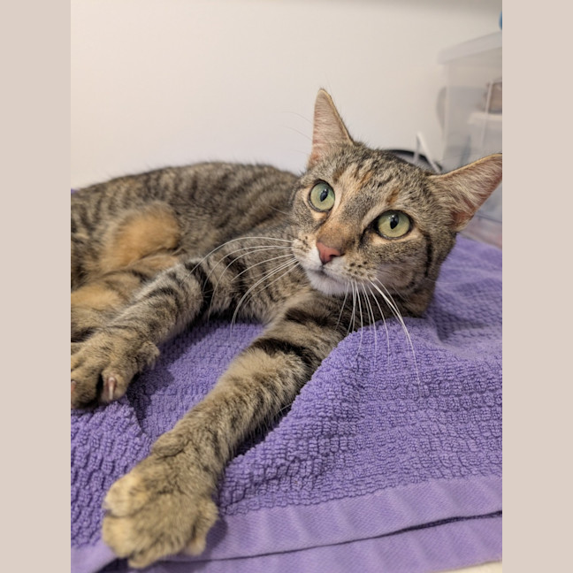 Photo of Hazel   In Foster Care In Brunswick East