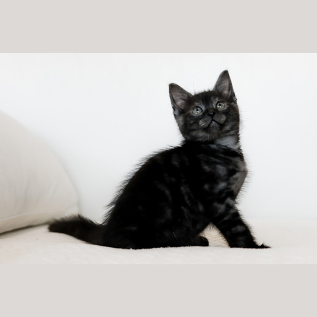 Photo of Barney