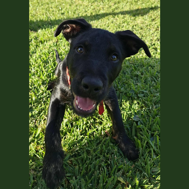 Photo of Oscar   4 Month Old Kelpie X Wolfhound