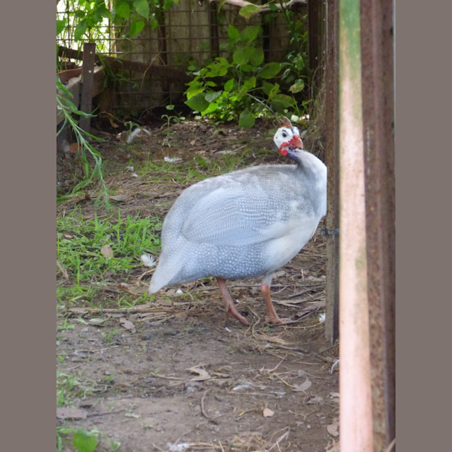 Photo of Guines Fowls