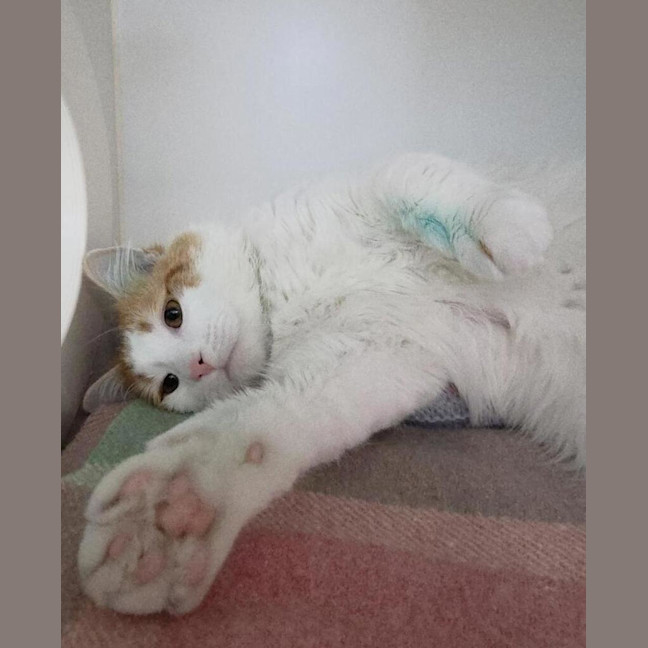 Photo of Chester