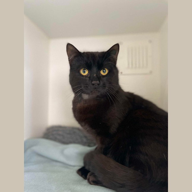 Photo of 🏴‍☠️ Henry 5431 🏴‍☠️