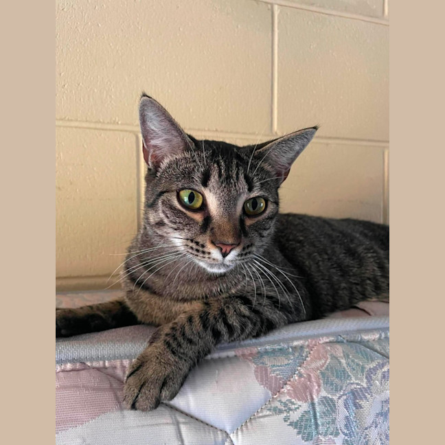 Photo of Nova
