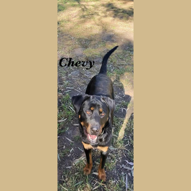 Photo of Chevy
