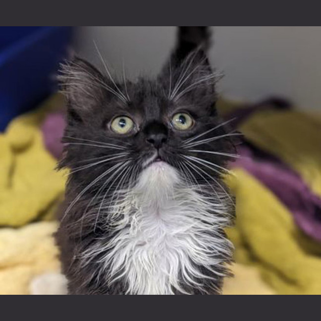 Photo of Gizmo