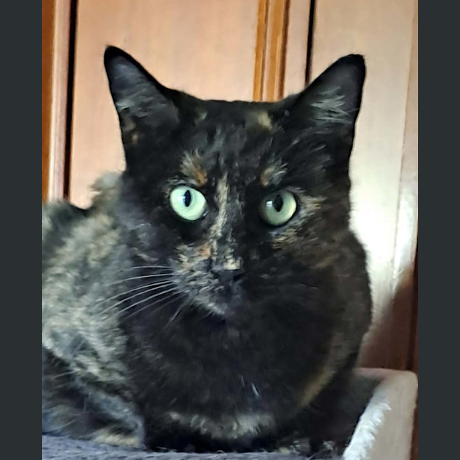 Photo of Tessa