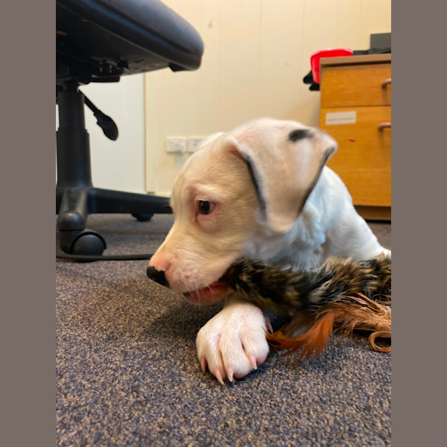 Photo of Chomps