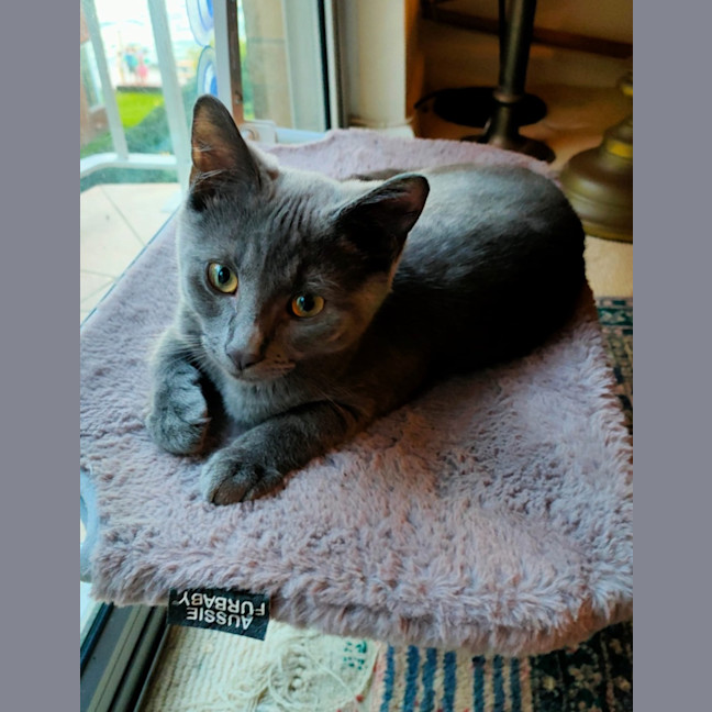 Photo of Pebbles