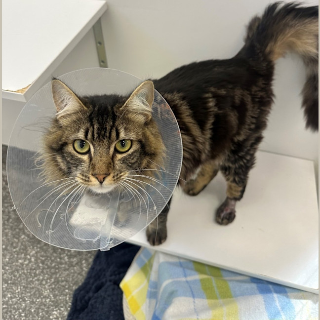 Photo of Ned Kelly 🐈