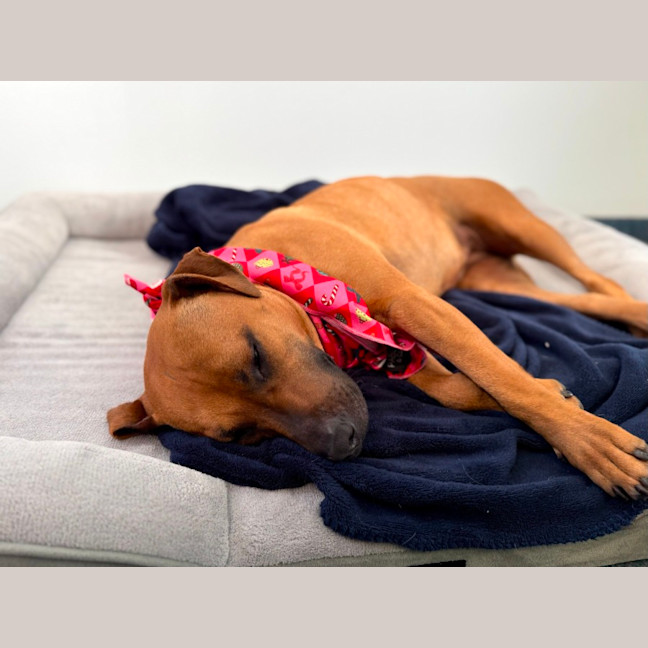 Photo of Honey