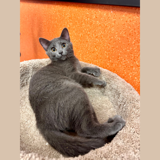 Photo of Nimbus