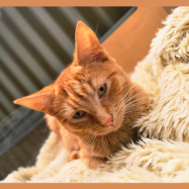 Photo of Dorito