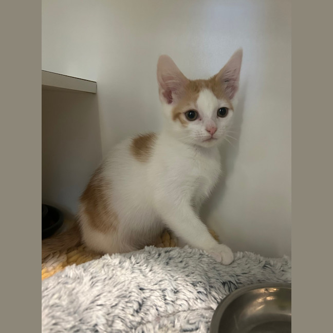 Photo of Rocket