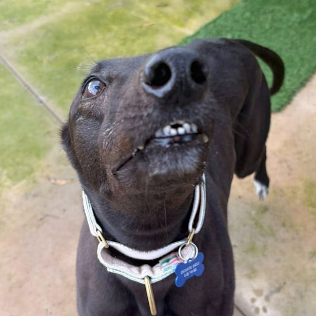 Photo of Evelyn The Greyhound