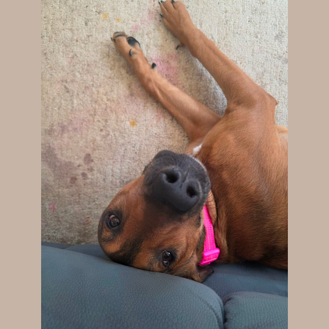 Photo of Nala 