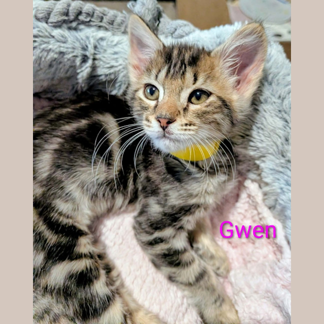 Photo of Gwen Meet Me@Petstock Chelsea Store