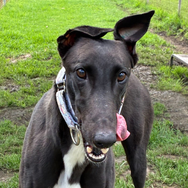Photo of Arwen The Greyhound