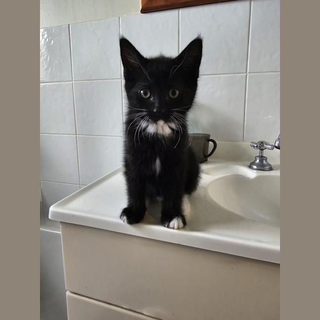 Photo of Panther Lilly