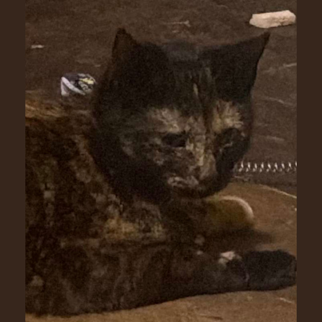 Photo of Naughty Torti