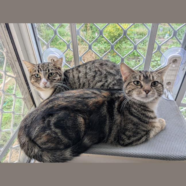 Photo of Miette And Blossom