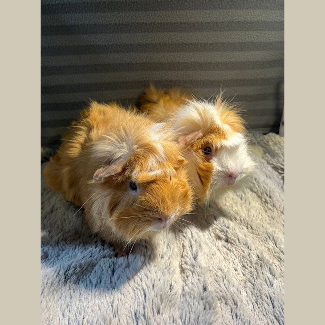 Photo of Spin (Desexed Male) & Tinkerbell