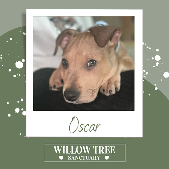 Photo of Oscar