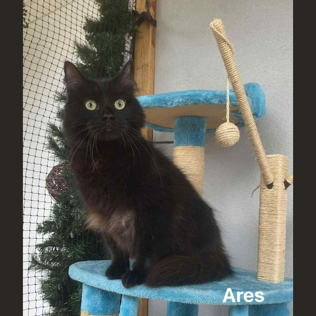 Photo of Ares