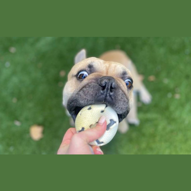 Photo of Bruce