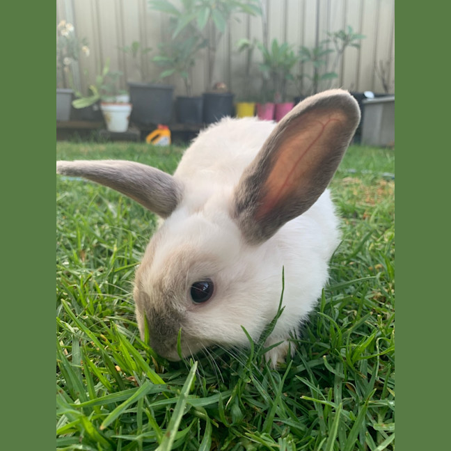 Photo of Harey Styles