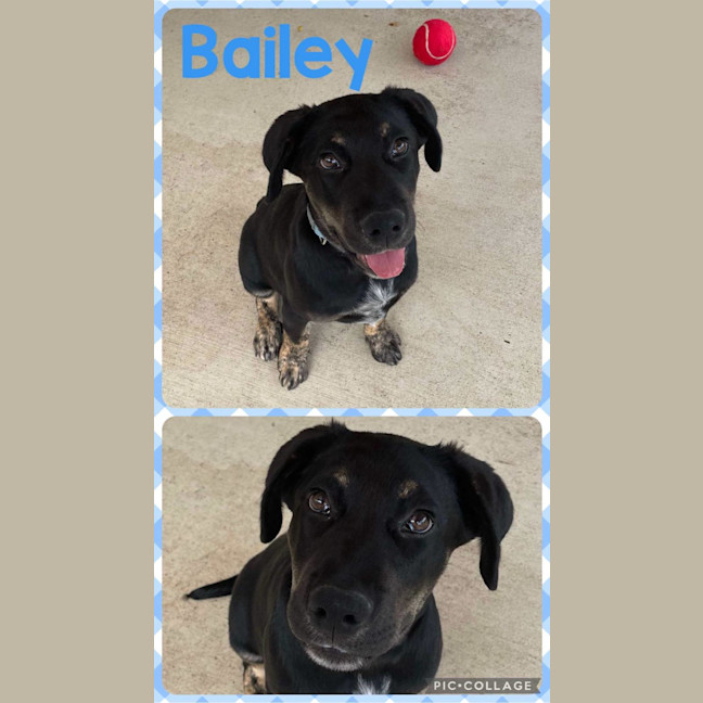 Photo of Bailey