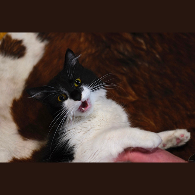 Photo of Freddy