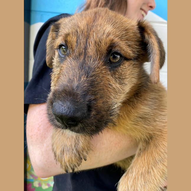 Photo of D1135 Jarred