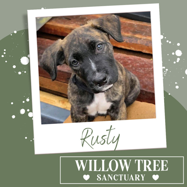 Photo of Rusty