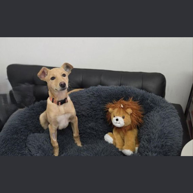 Photo of Comet 