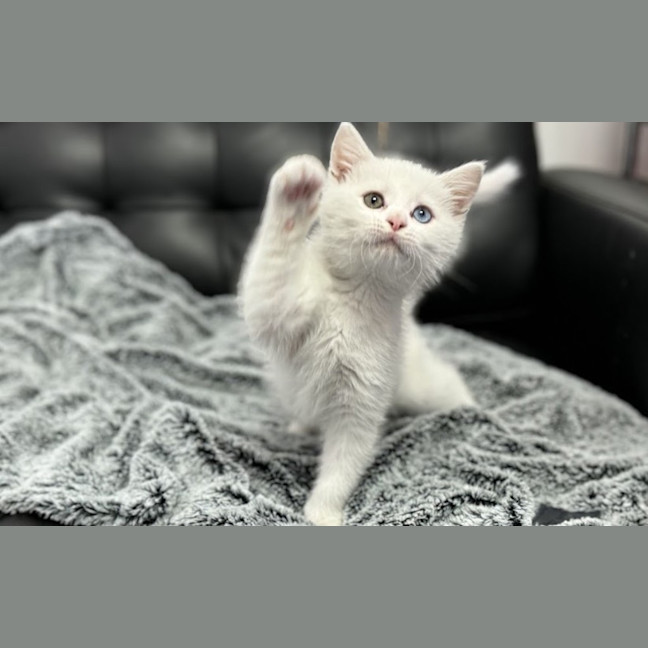 Photo of Daisy