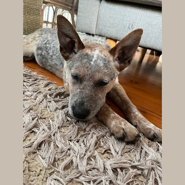 Photo of Luna