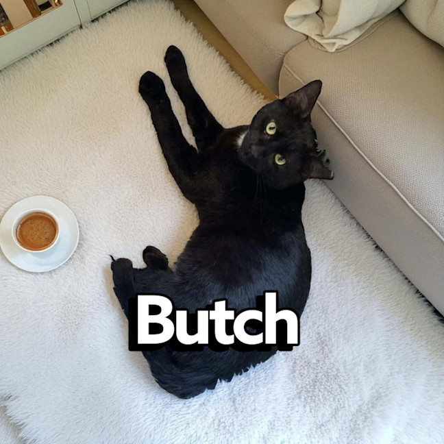 Photo of Butch