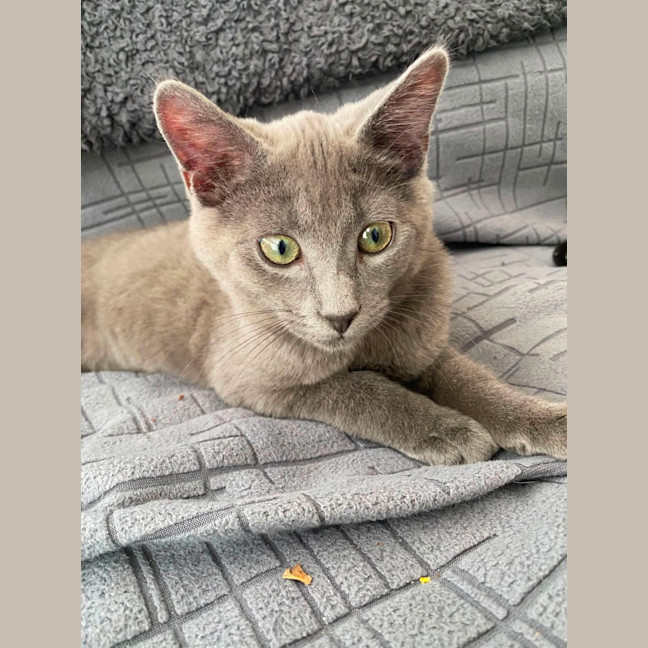 Photo of Gadget