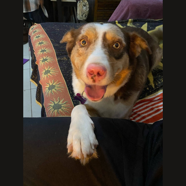 Photo of Bella