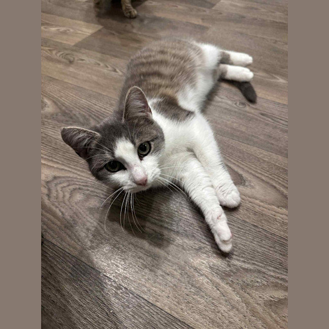 Photo of Indi* 9 Lives Project Rescue*