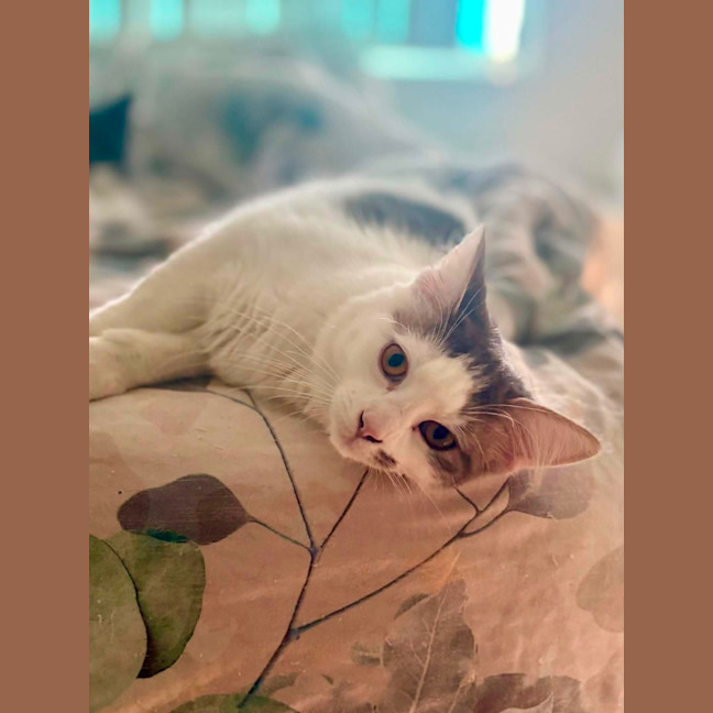 Photo of 🌿 Willow 🌿